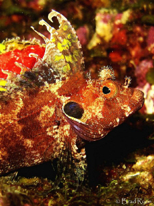 Male Quillfin blenny (Labrisomus filamentosus) blending w... by Brad Ryon 